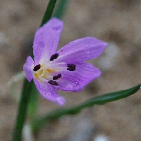 Colchicum cupanii 花