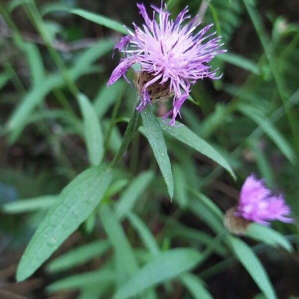 Centaurea nigra പുഷ്പം