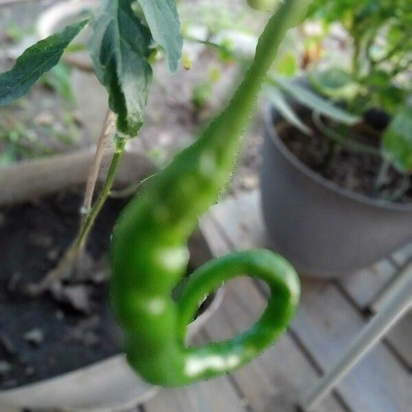 Capsicum frutescens Frucht