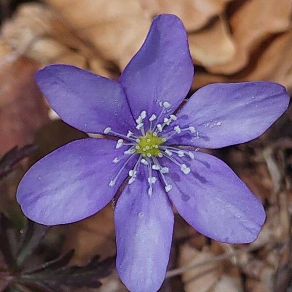 Hepatica nobilis Flower