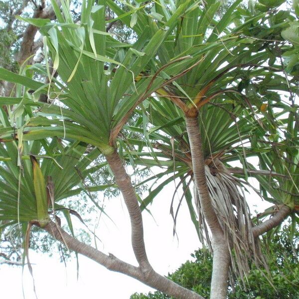 Pandanus tectorius Hábito