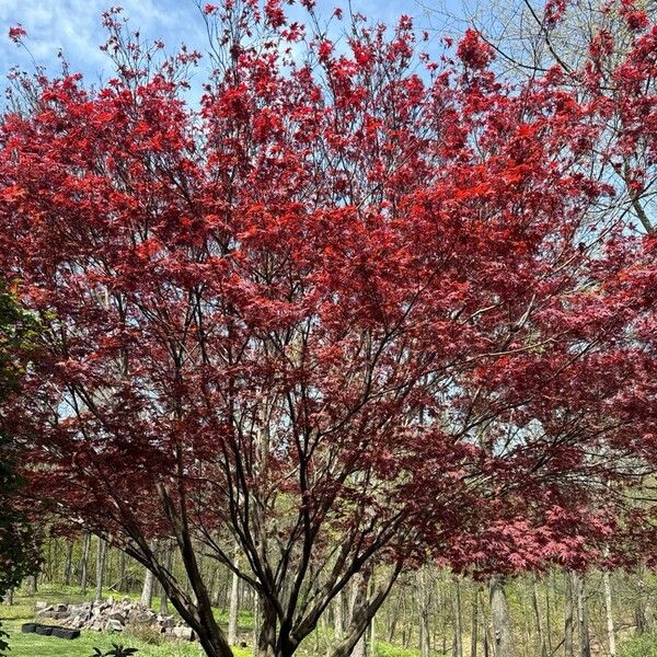 Acer palmatum Fuelha