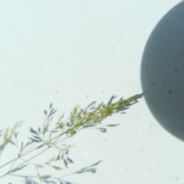 Agrostis stolonifera Blomma
