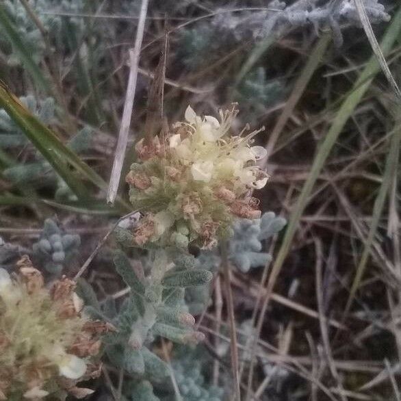 Teucrium polium Çiçek