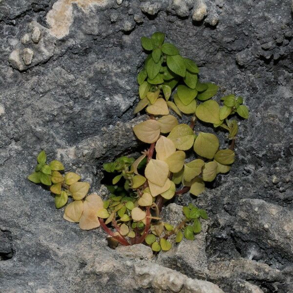 Parietaria lusitanica Vekstform