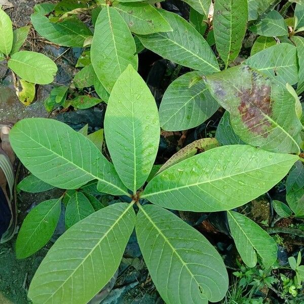 Terminalia catappa Foglia