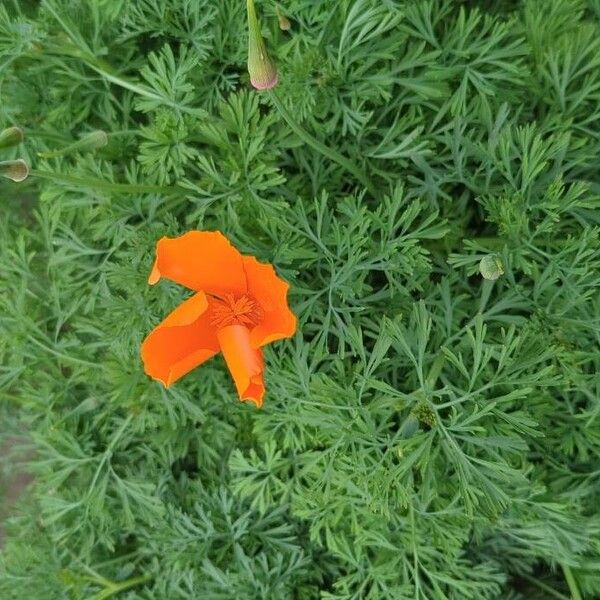 Eschscholzia californica Fiore