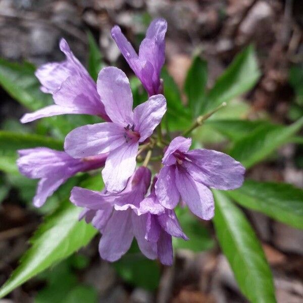 Cardamine pentaphyllos Flower