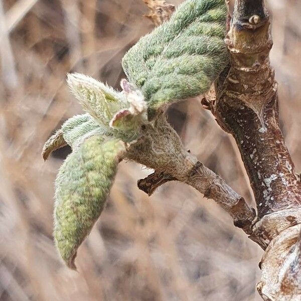 Sericocomopsis hildebrandtii 葉