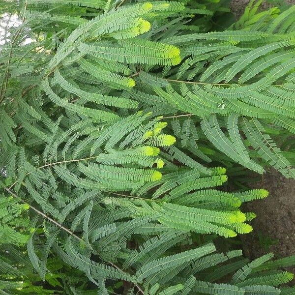 Phyllanthus emblica Kvet