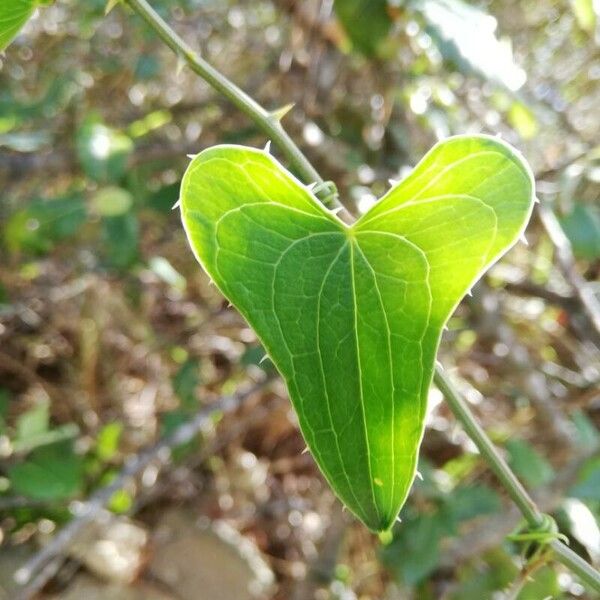 Smilax aspera Blad