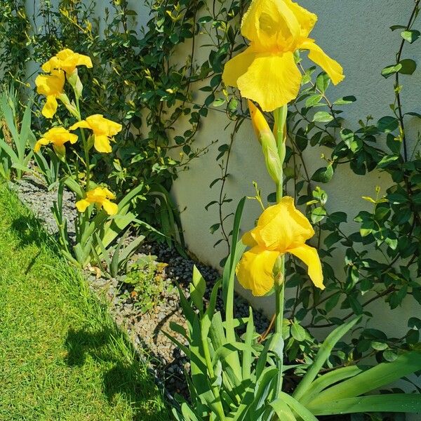 Iris barbatula Flower