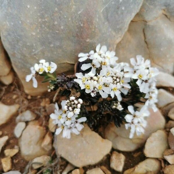 Iberis saxatilis Blomma