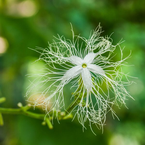 Trichosanthes cucumerina Other