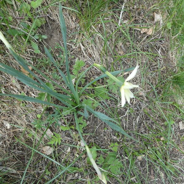 Narcissus poeticus Hábito