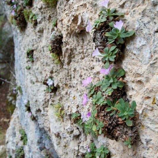 Primula allionii Συνήθη χαρακτηριστικά