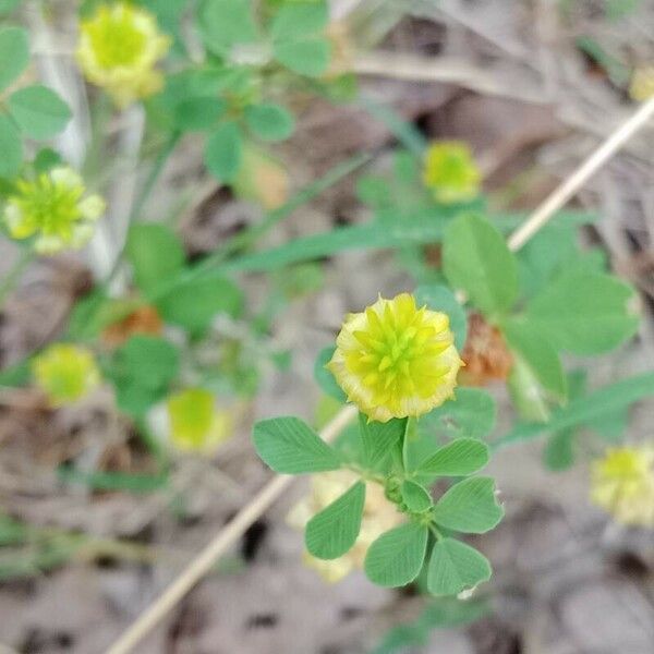 Trifolium campestre Flor