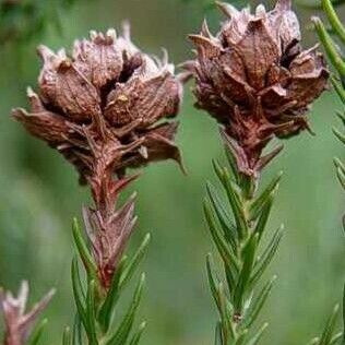 Cryptomeria japonica ফল