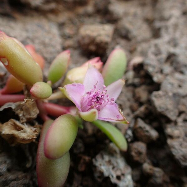 Sesuvium portulacastrum फूल