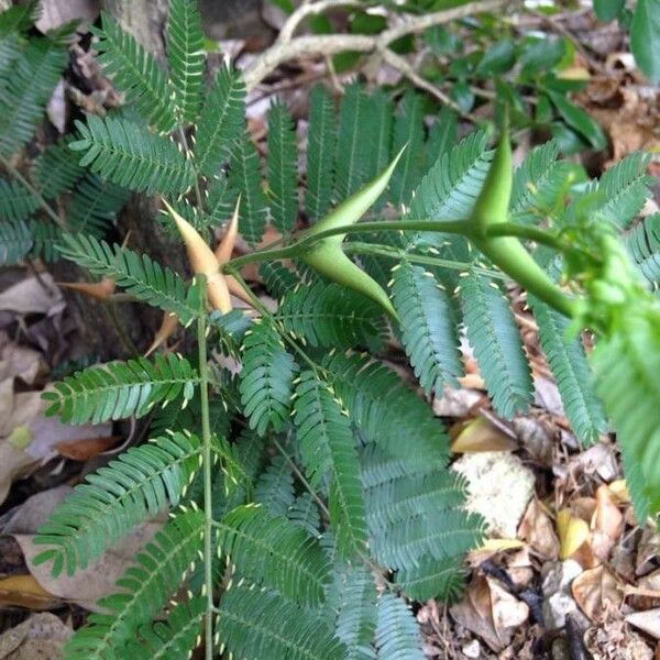 Acacia cornigera Blatt