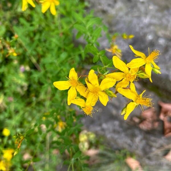 Hypericum perfoliatum ফুল