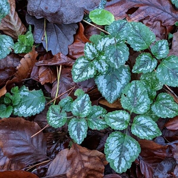 Lamium galeobdolon 形态