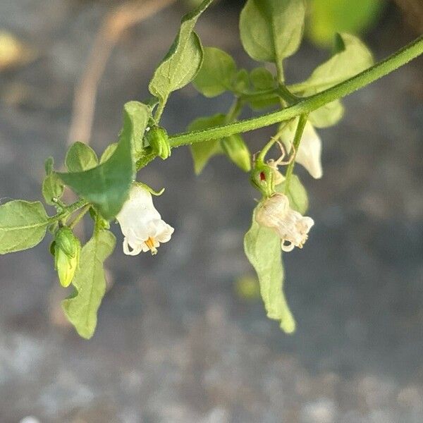 Salpichroa origanifolia Květ