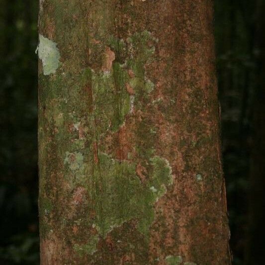 Posoqueria latifolia बार्क (छाल)