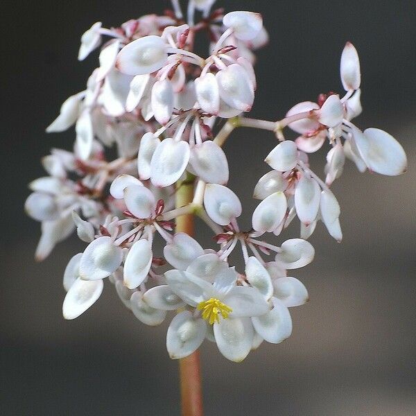 Begonia sericoneura Blomst