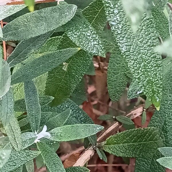 Buddleja loricata Bark