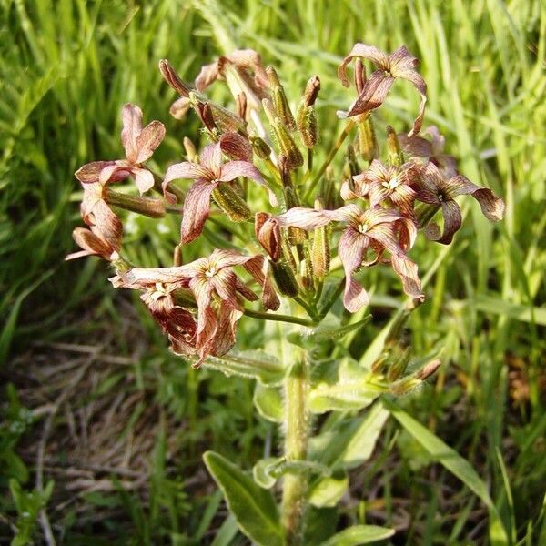 Hesperis tristis Квітка