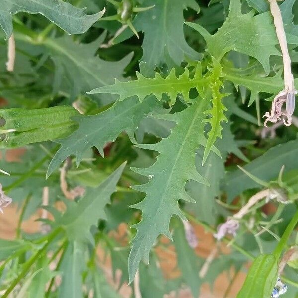 Lithotoma axillaris Blad