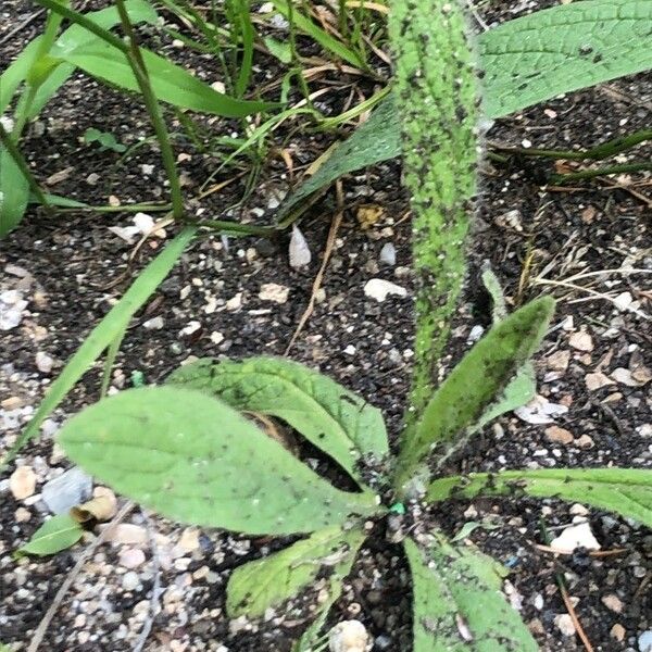 Inula helenium Blad