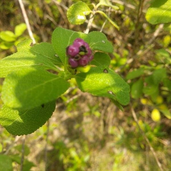 Lantana involucrata Fruit