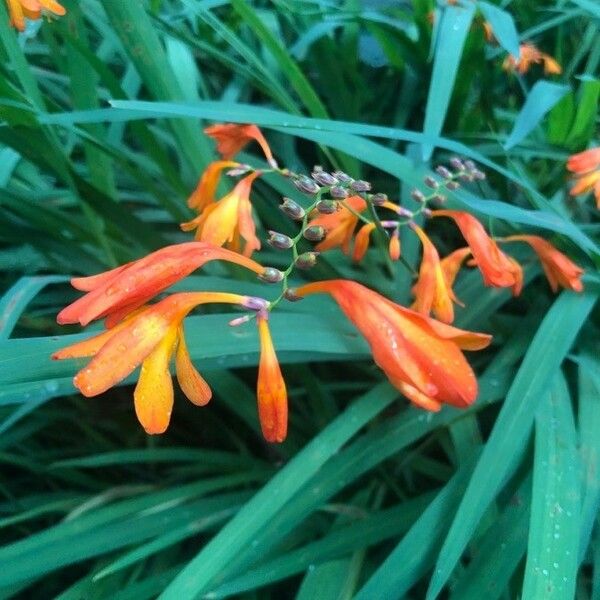 Crocosmia × crocosmiiflora Lorea