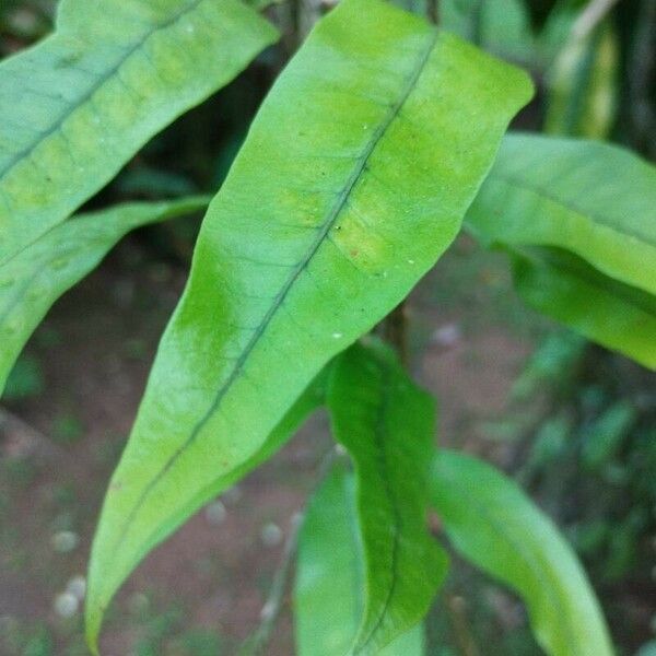 Microgramma lycopodioides Leaf