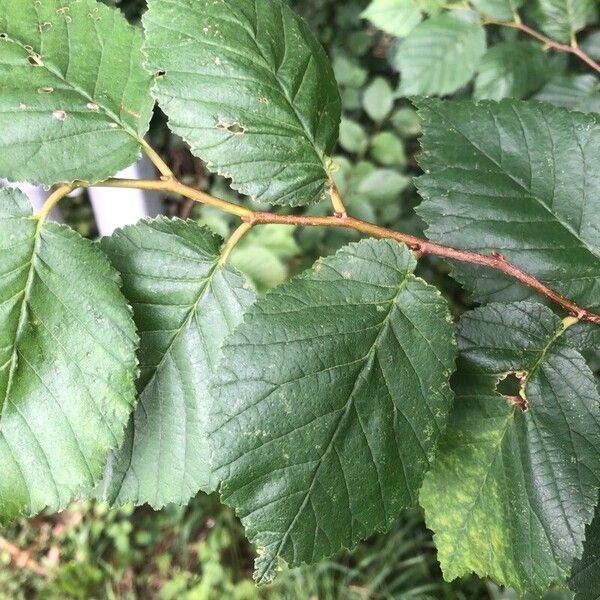 Ulmus × hollandica Лист