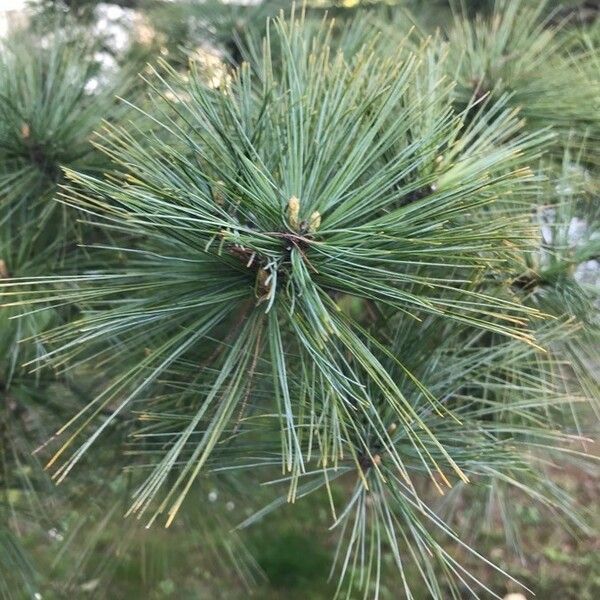 Pinus cembra Leaf
