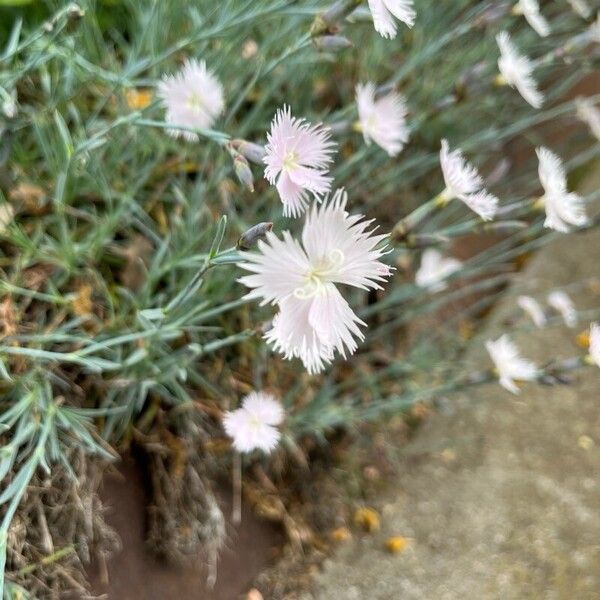 Dianthus plumarius Floare