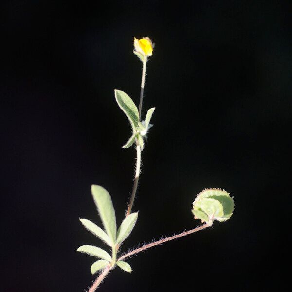 Anthyllis circinnata ഇല