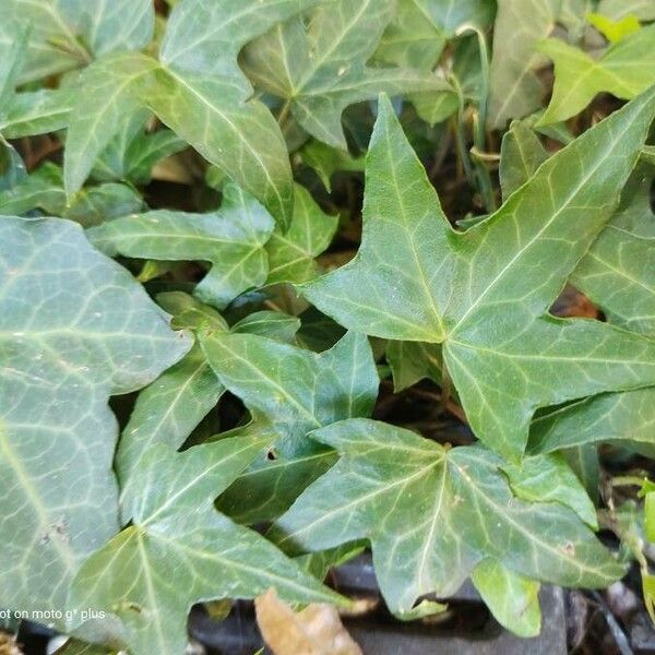 Hedera helix Folha