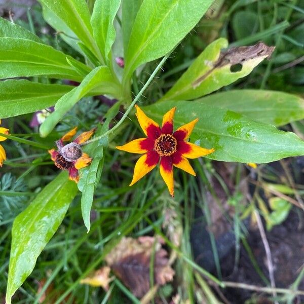 Coreopsis tinctoria Flors