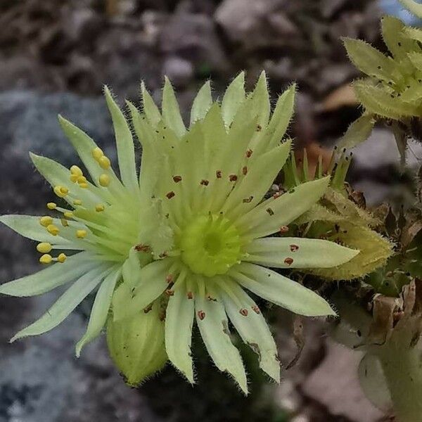 Sempervivum marmoreum Kvet