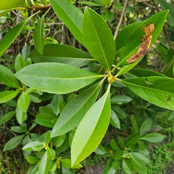 Magnolia virginiana Лист