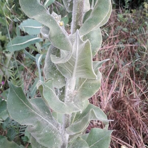 Verbascum pulverulentum Folla