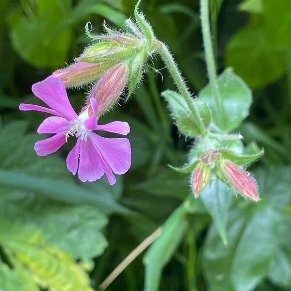 Silene dioica Fiore