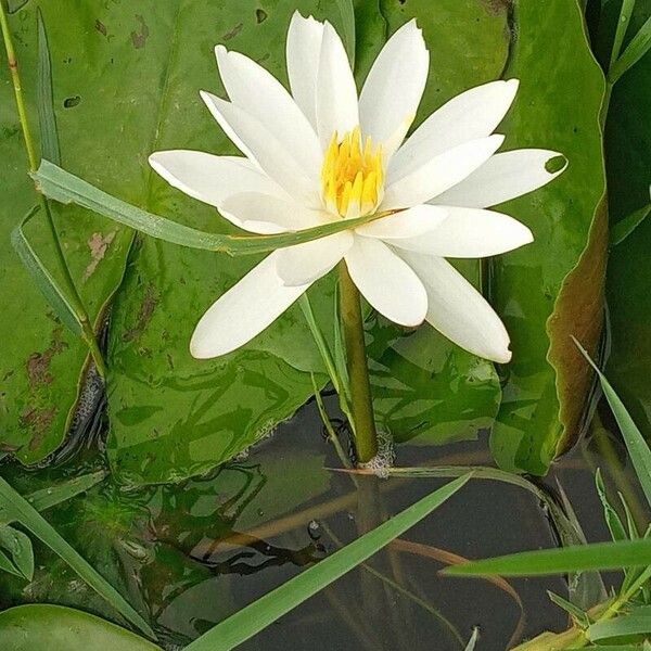 Nymphaea lotus Virág