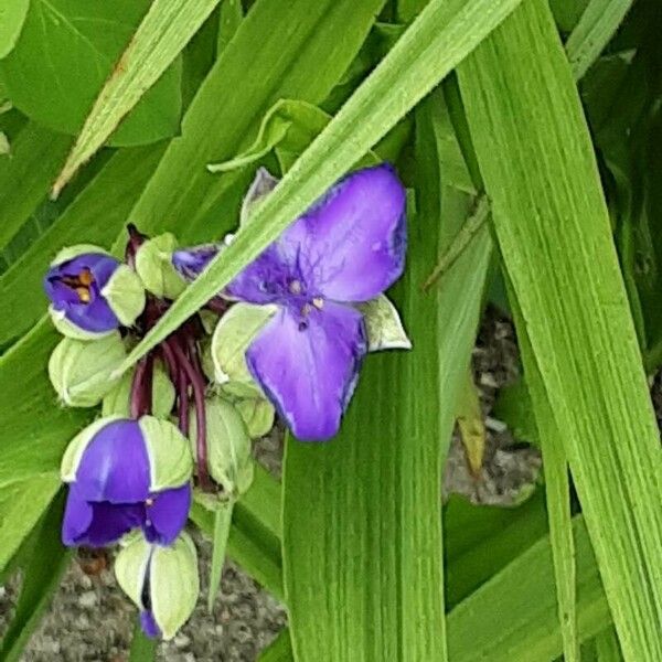 Tradescantia virginiana Fleur