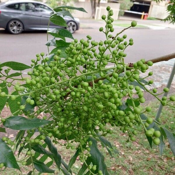 Pistacia chinensis फल