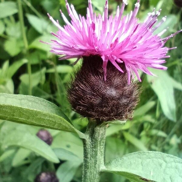 Centaurea nigra Blüte